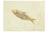 Knightia Fossil Fish From Wyoming  - Photo 6
